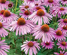 Getting the Most from Echinacea
